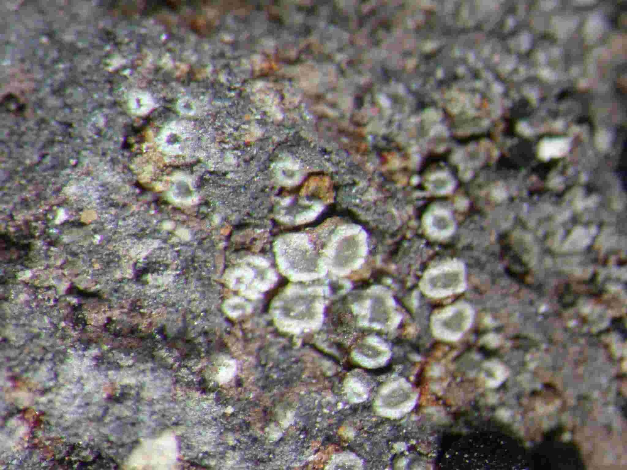 [Lecanora dispersa]